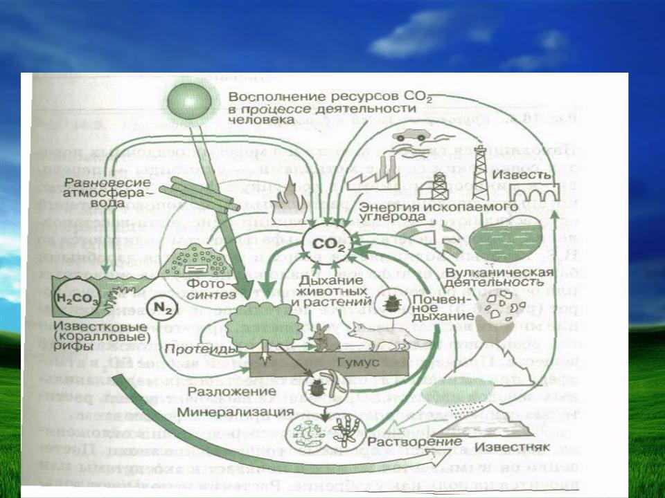 Какое значение имело возникновение фотосинтеза. Схема с-2 фотосинтез. Круговорот фотосинтез растений. Схема процесса фотосинтеза. Роль фотосинтеза в круговороте веществ.