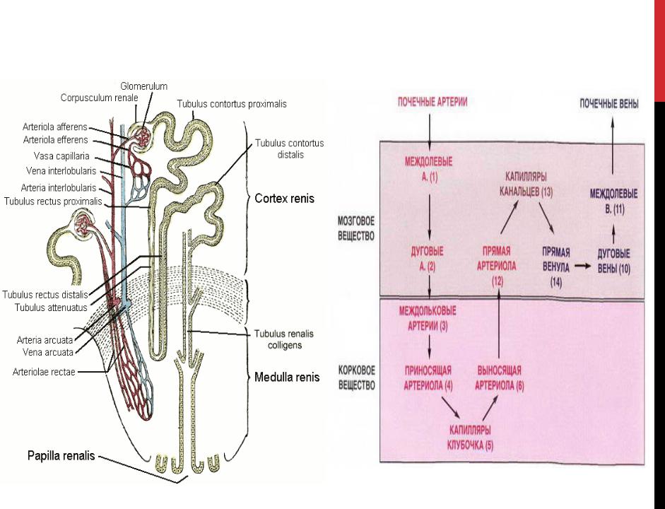 Двойная капиллярная сеть в почках схема