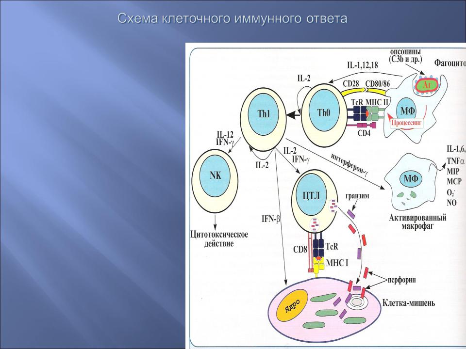 Клетки участвующие в иммунном ответе