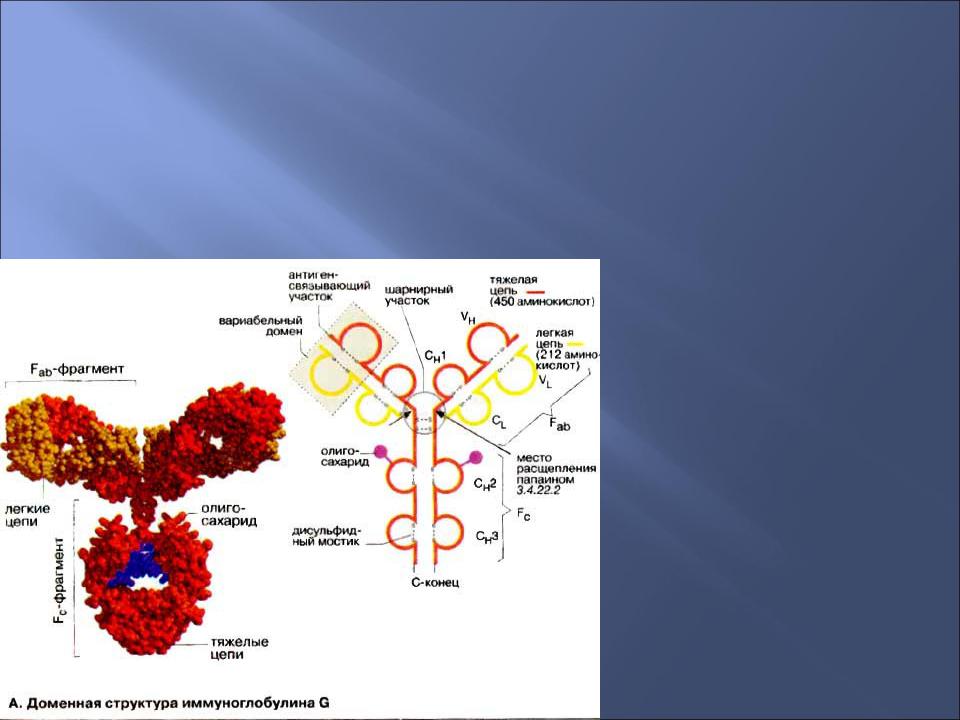Иммуноглобулин из сыворотки крови человека. Антитела это специфические белки. Антитело структура белка. Белки иммуноглобулины. Антитело это белок.