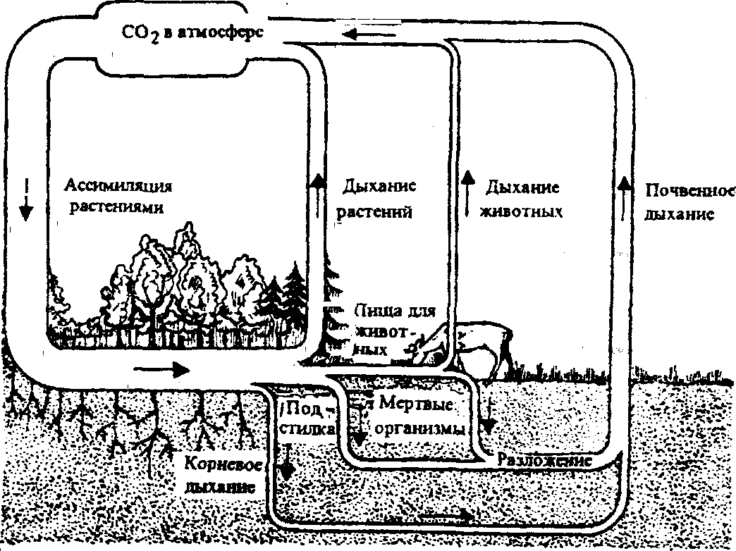 Экосистемы круговорот углерода. Круговорот углерода в наземной экосистеме. Круговорот углерода в водной и наземной экосистемах. Схема круговорота углерода в водной и наземной экосистемах. Круговорот углерода и кислорода схема.