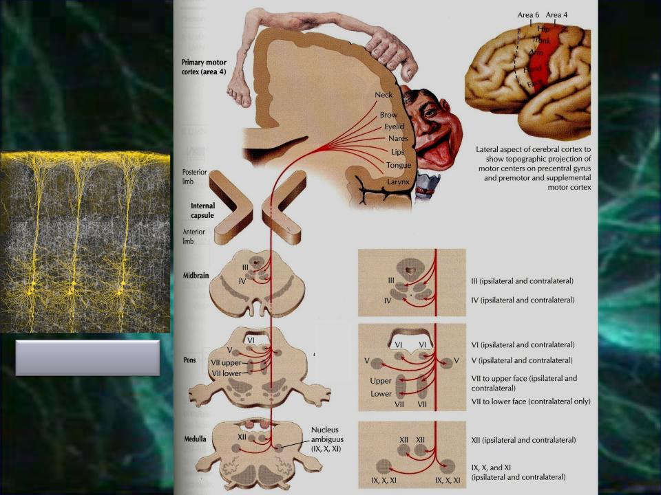 Кортико нуклеарный путь схема