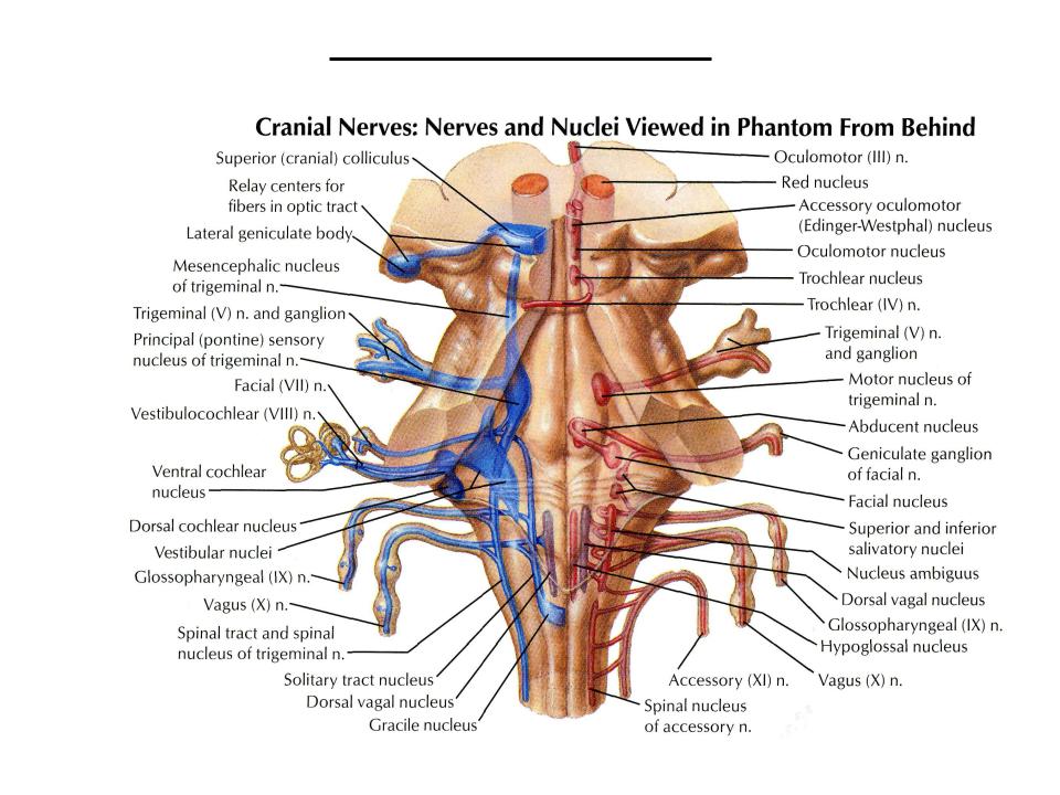 Ядра черепных нервов ствола мозга. Ядра черепных нервов схема. Расположение ядер черепных нервов схема. Проекция черепно мозговых нервов. Ядра черепных:нервов 4 желудочек.