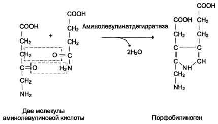 Синтез гемоглобина и его регуляция thumbnail