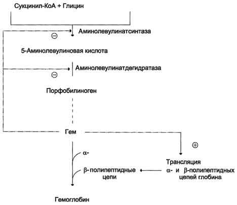 Синтез гемоглобина и его регуляция