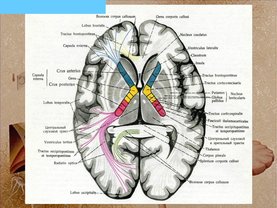 Базальные ганглии мозга. Базальные ганглии строение. Внутренняя капсула базальных ганглиев. Строение головного мозга базальные ганглии. Базальные ганглии структуры и функции.