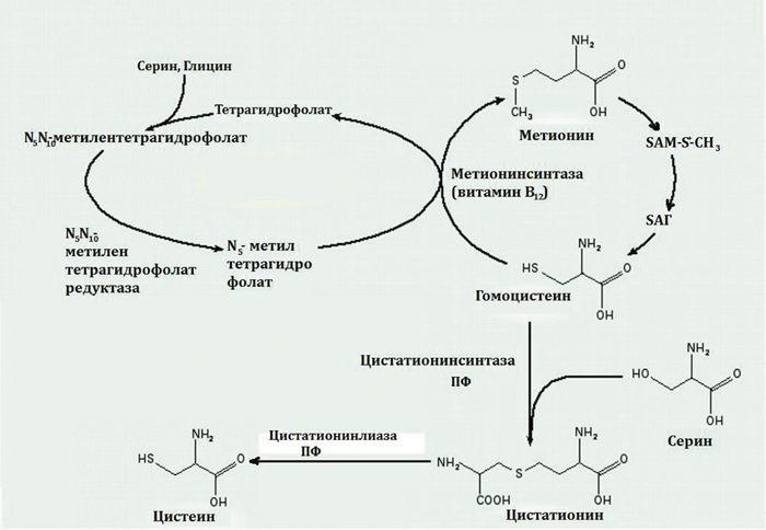 Обмен фолиевой кислоты. Синтез фолиевой кислоты схема. Гомоцистеин схема метаболизма. Метионин Синтез цистеина. Цикл фолиевой кислоты биохимия.