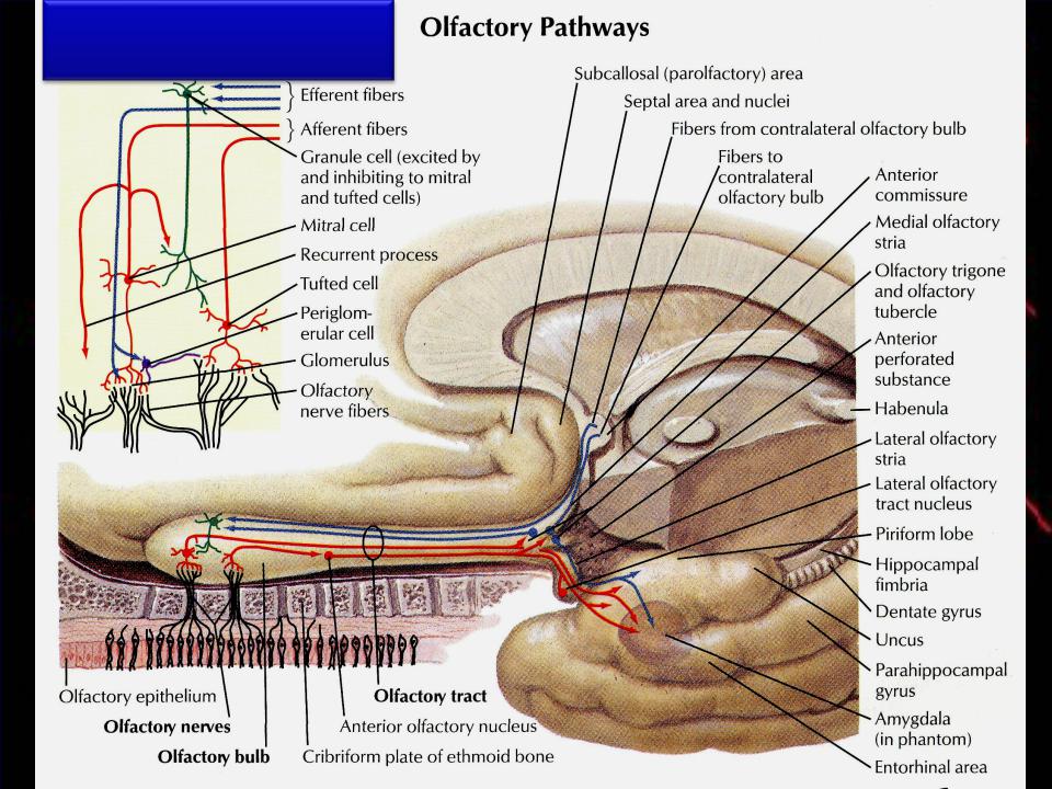 Нервы обонятельный зрительный. Обонятельный нерв анатомия латынь. 1 Пара обонятельный нерв. Обонятельный нерв схема. Топография обонятельного нерва.