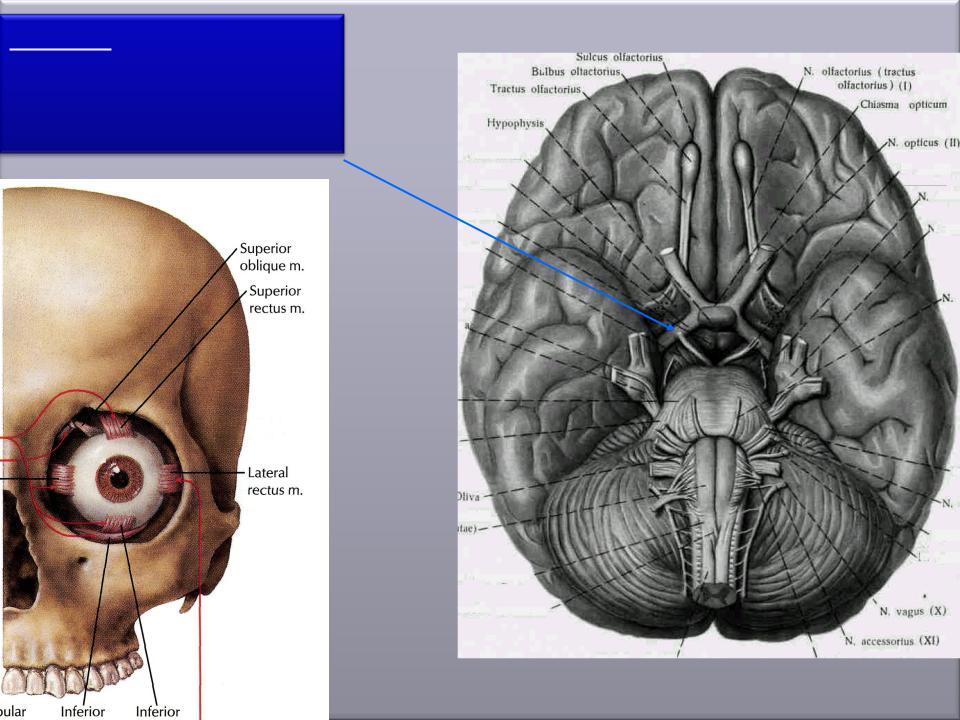 Три черепных нерва. III пара-глазодвигательный нерв (n. oculomotorius). 3 Пара черепных нервов. Глазодвигательные Черепные нервы. Схема черепных нервов.