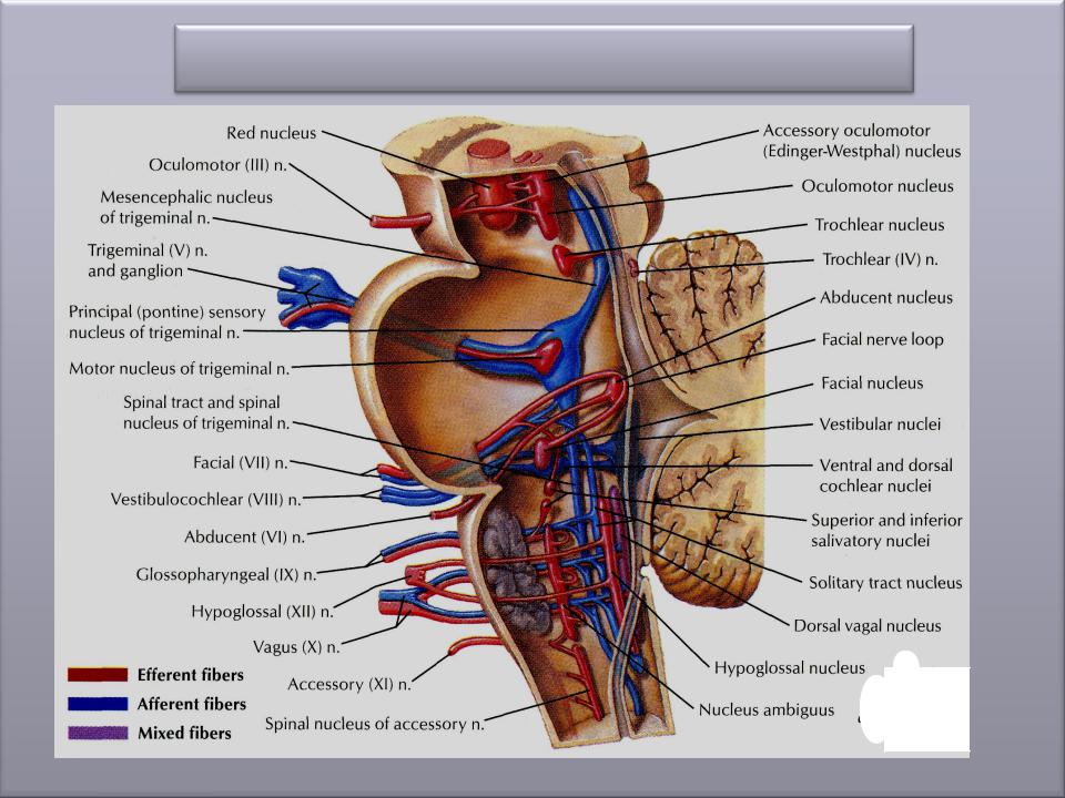 Промежуточный черепной нерв. 9-12 Нервы Черепные нервы. Ядра черепных нервов анатомия. Топография ядер черепных нервов. Топография Корешков черепных нервов.