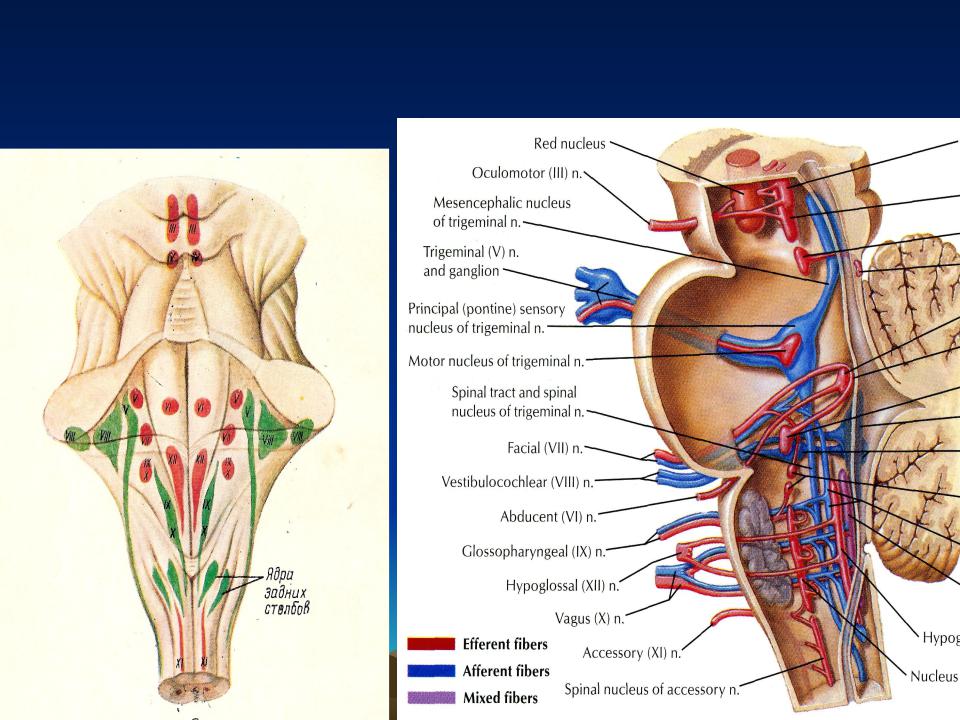 Ядра черепных нервов расположены. III пара-глазодвигательный нерв (n. oculomotorius). Глазодвигательный нерв расположение ядер. Глазодвигательный нерв (III пара черепных нервов). Глазодвигательный нерв - n. oculomotorius (III пара) схема.