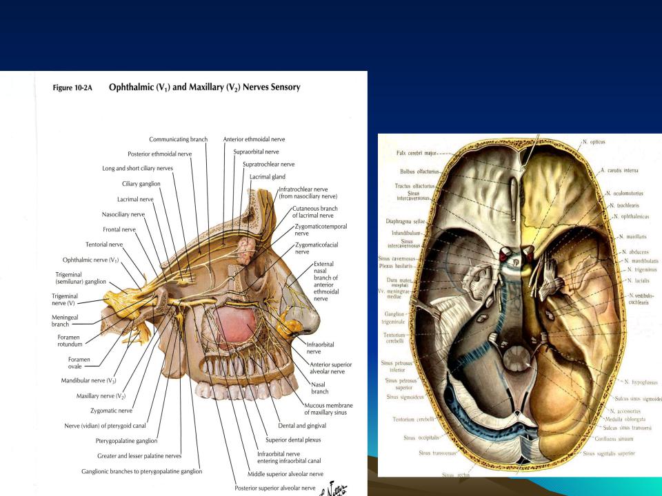 Черепные нервы череп. Выход черепных нервов из черепа схема. Черепные нервы на основании черепа. Выход ветвей тройничного нерва из костных отверстий черепа. Глазодвигательный нерв анатомия череп.
