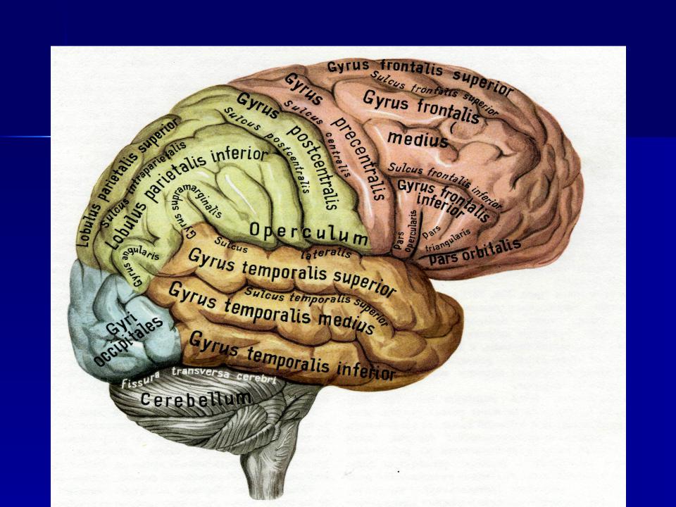 Борозды и извилины мозга человека. Борозды и извилины коры больших полушарий. Верхнелатеральная поверхность головного мозга латынь. Складки и извилины головного мозга. Дорсолатеральная поверхность мозга.