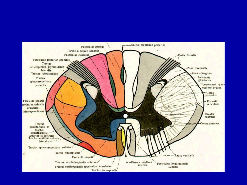 Поперечный мозг. Спинной мозг строение поперечный срез. Срез спинного мозга анатомия. Поперечный срез спинного мозга анатомия. Структуры поперечного среза спинного мозга.