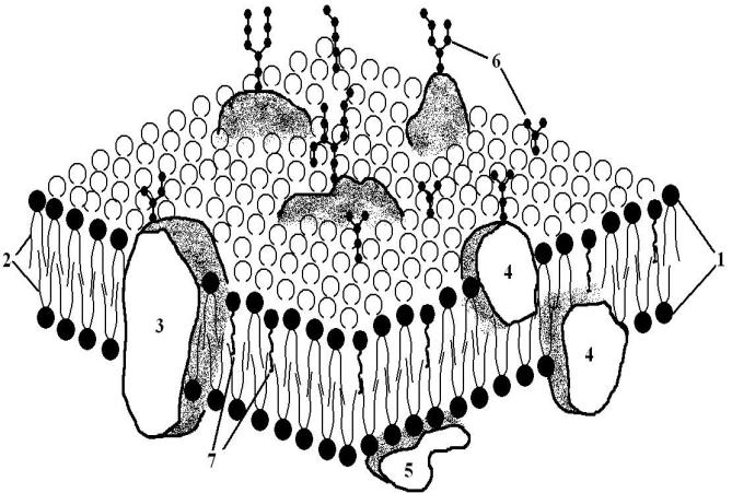 Модель мембраны клетки. Цитоплазматической мембраны мозаичная модель. Клеточная цитоплазматическая мембрана. Жидкостно-мозаичная модель цитоплазматической мембраны. Модель биологической мембраны рис.3.6.