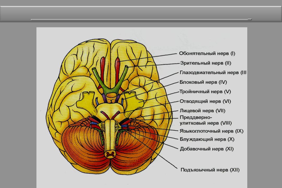 Строение черепных нервов. Основание мозга с выходом черепных нервов. Черепно мозговые нервы на основании мозга. Строение Корешков черепных нервов. Головной мозг вид снизу.