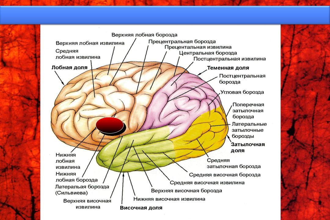 Височная функция мозга. Конвекситальной коры височной области мозга.