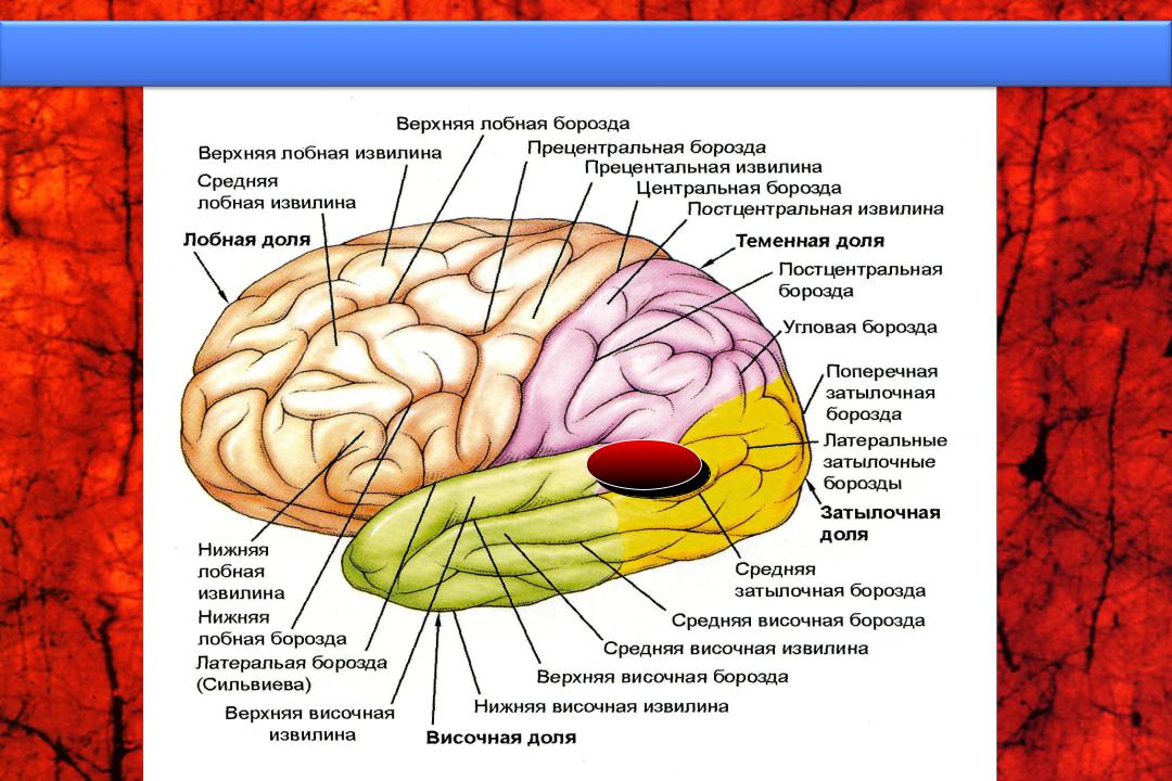 Центральная извилина мозга. Борозды доли извилины коры головного мозга. Доли головного мозга постцентральная борозда. Головной мозг человека Центральная прецентральная борозда.