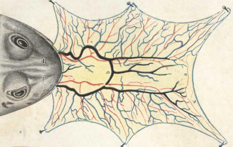 Эмболия латынь. Венозная гиперемия на языке лягушки. Капиллярная система языка лягушки. Артериальная гиперемия на языке лягушки.