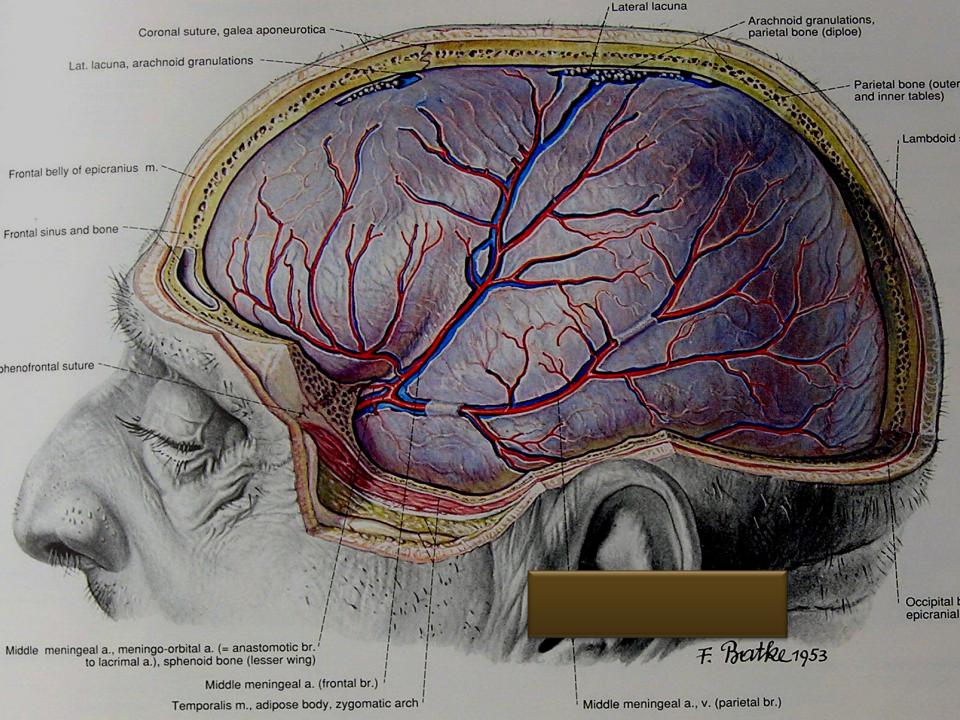 Длинные отростки головного мозга. Средняя оболочечная артерия. Менингеальные артерии твердой мозговой оболочки. Кровоснабжение твердой оболочки головного мозга. Синусы твердой мозговой оболочки, артерии.
