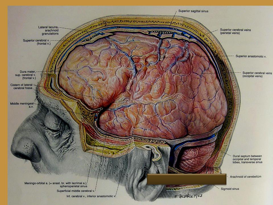 Воспаление головного мозга латынь. Паутинная оболочка головного мозга. Арахноидальная оболочка головного мозга. Паутинная мозговая оболочка головного мозга. Паутинная оболочка головного мозга препарат.