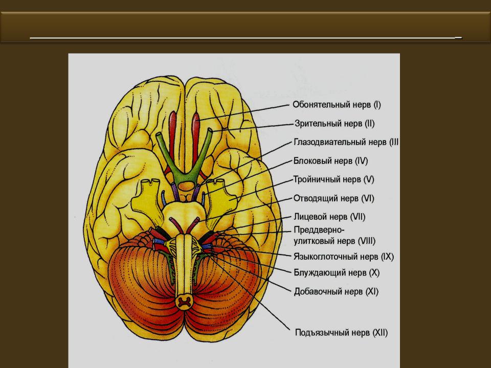 Все проходит через мозг. Обонятельный нерв функция нерва. Обонятельный нерв анализатор. Обонятельный черепно-мозговой нерв. Обонятельная луковица и обонятельный нерв.