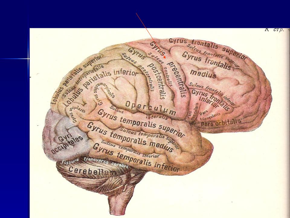 Центральная извилина мозга. Прецентральной извилины коры головного мозга функции. Прецентральная извилина лобной доли. Предцентральгая извидинна функции.