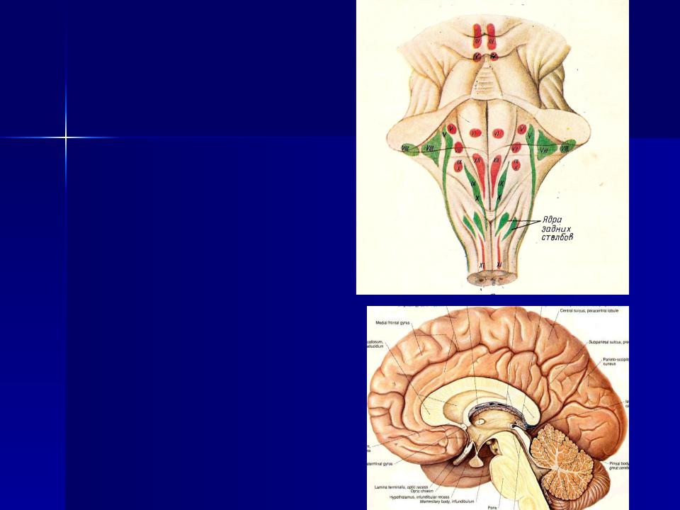 Средний мозг черепно мозговые нервы. Функции ядер черепно мозговых нервов. Ствол мозга ядра черепных нервов. Поражение ядер ЧМН. Центры черепно мозговых нервов.