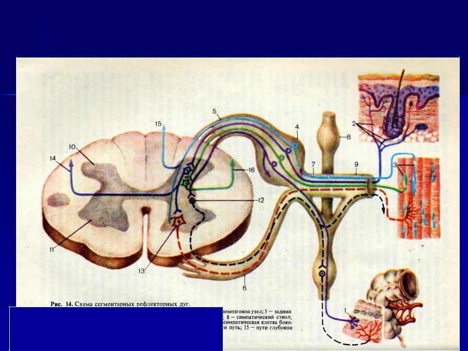 Рефлекторная дуга спинного мозга. Схема строения сегментарного реф лектроного аппарата. Сегментарная рефлекторная дуга. Схема сегментарных рефлекторных дуг. Рефлекторная дуга сегменты.