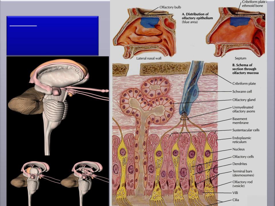 1 нерв обонятельный. Обонятельный нерв (n. olfactorius). Обонятельный нерв анатомия. Нерв olfactorius. • I пара - обонятельный нерв (nervus olfactorius).