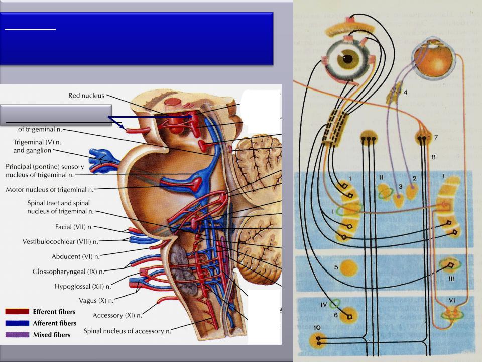 Черепные нервы схема. Глазодвигательный нерв (III пара черепных нервов). III пара-глазодвигательный нерв (n. oculomotorius). Nervus oculomotorius глазодвигательный нерв. Глазодвигательный нерв (n. oculomotorius) иннервирует.