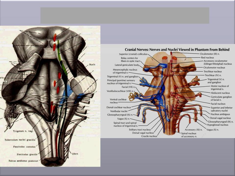 Ix черепного нерва. Ядра 1 и 2 ЧМН. Расположение двигательных ядер черепно-мозговых нервов. Проекция черепно мозговых нервов. Ядра черепно мозговых нервов схема.