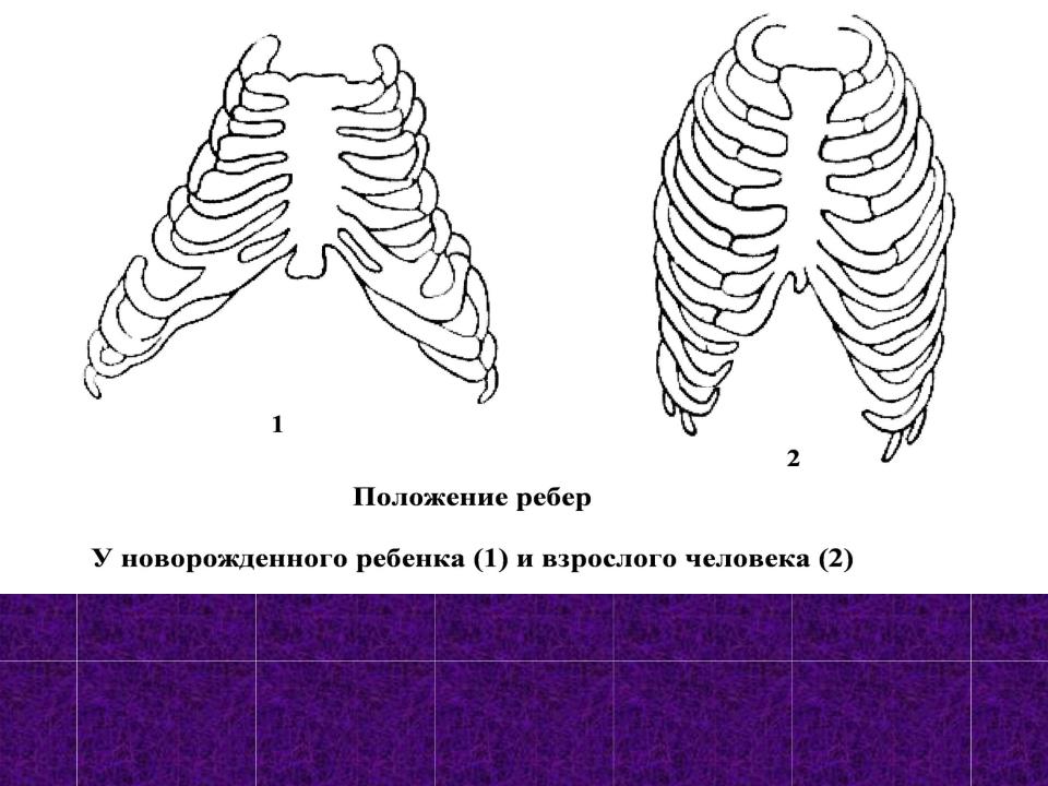 Нормальная форма грудной клетки. Анатомия грудной клетки ребенка. Положение ребер у новорожденного. Особенности строения грудной клетки у новорожденных. Грудная клетка младенца строение.