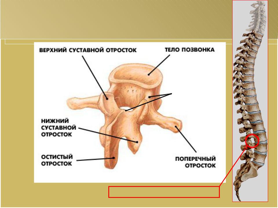 Тело позвонка шейного