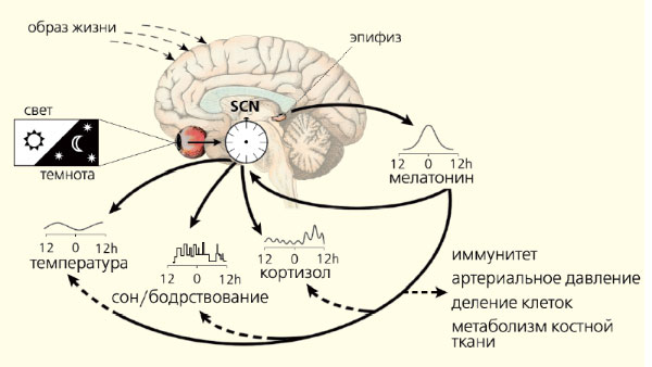 Тема 7: Биологические ритмы человека.