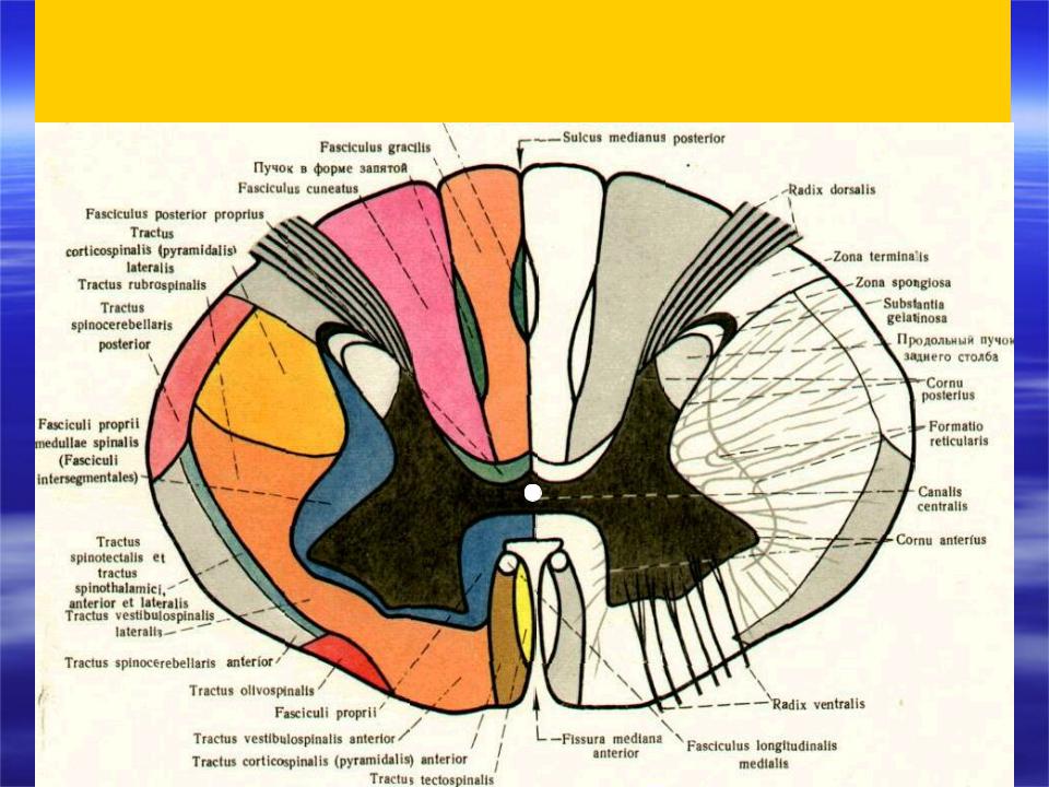 Спинной мозг схема. Схема поперечного разреза спинного мозга. Схема строения поперечного среза спинного мозга. Схема поперечного среза спинного мозга. Спинной мозг срез схема анатомия.