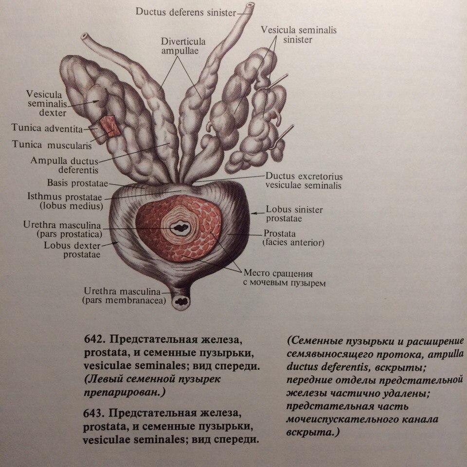 Предстательная железа размеры в норме у мужчин. Предстательная железа и семенные пузырьки анатомия. Структуры предстательной железы и семенных пузырьков. Семенные пузырьки анатомия строение.