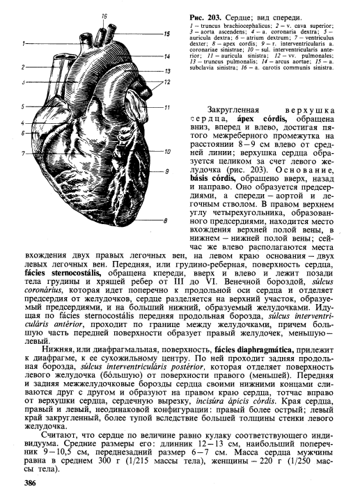 Правый желудочек размеры. Топографическая анатомия сердца и перикарда. Сердце вид спереди анатомия. Стенки левого желудочка сердца. Правый желудочек передняя поверхность.