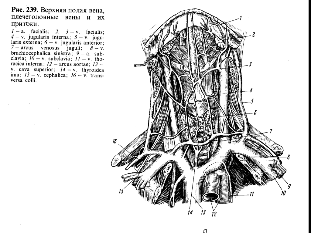 Вены шеи схема