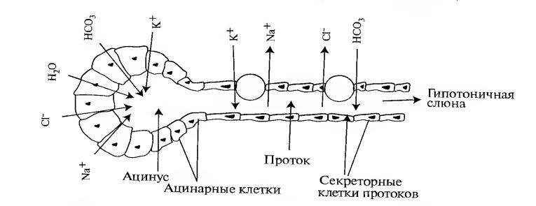 Схема отделения слюны