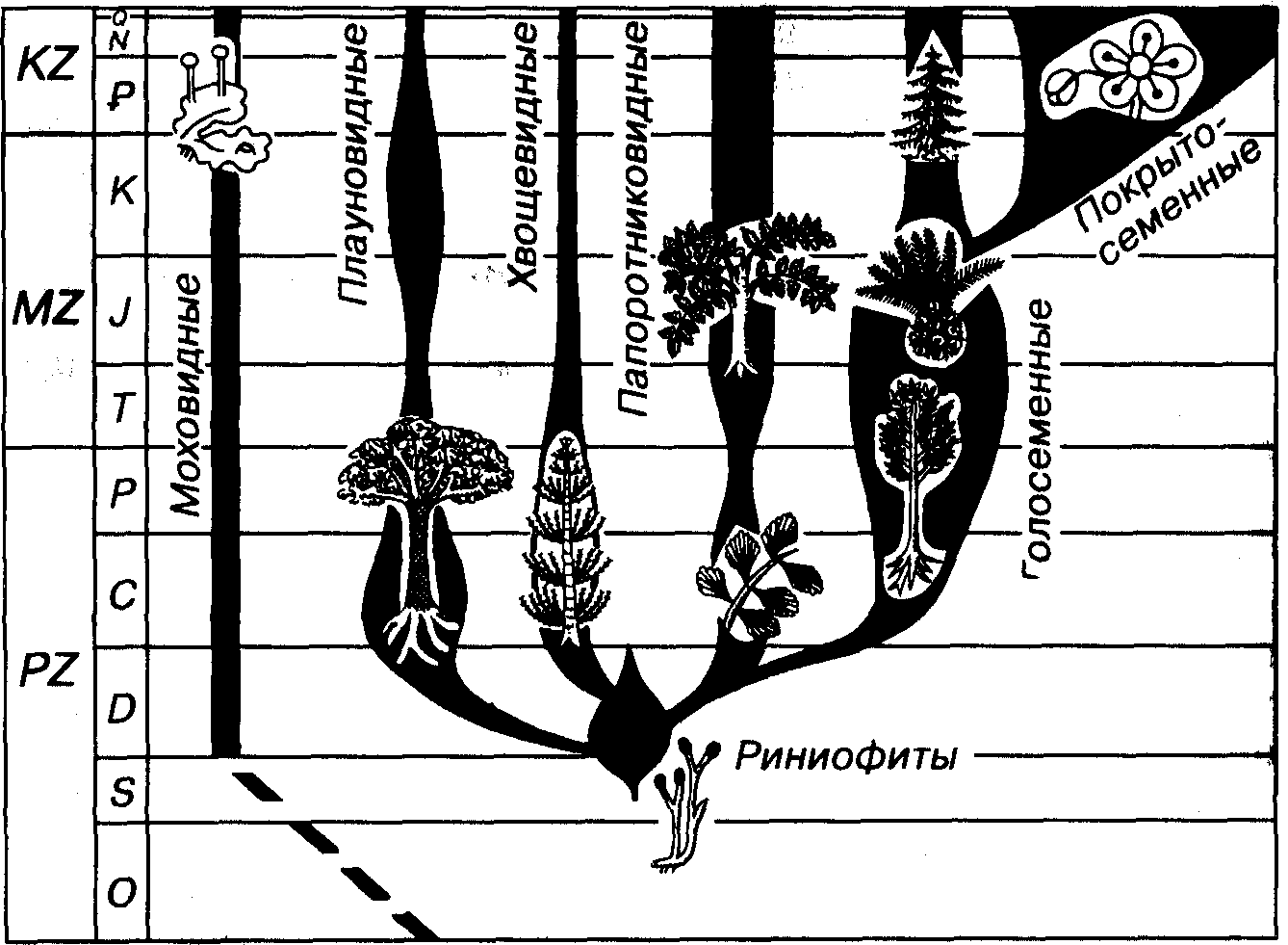Эволюция древа 181. Филогения высших растений. Филогенетическое дерево. Дерево эволюции растений. Эволюционное дерево растений.