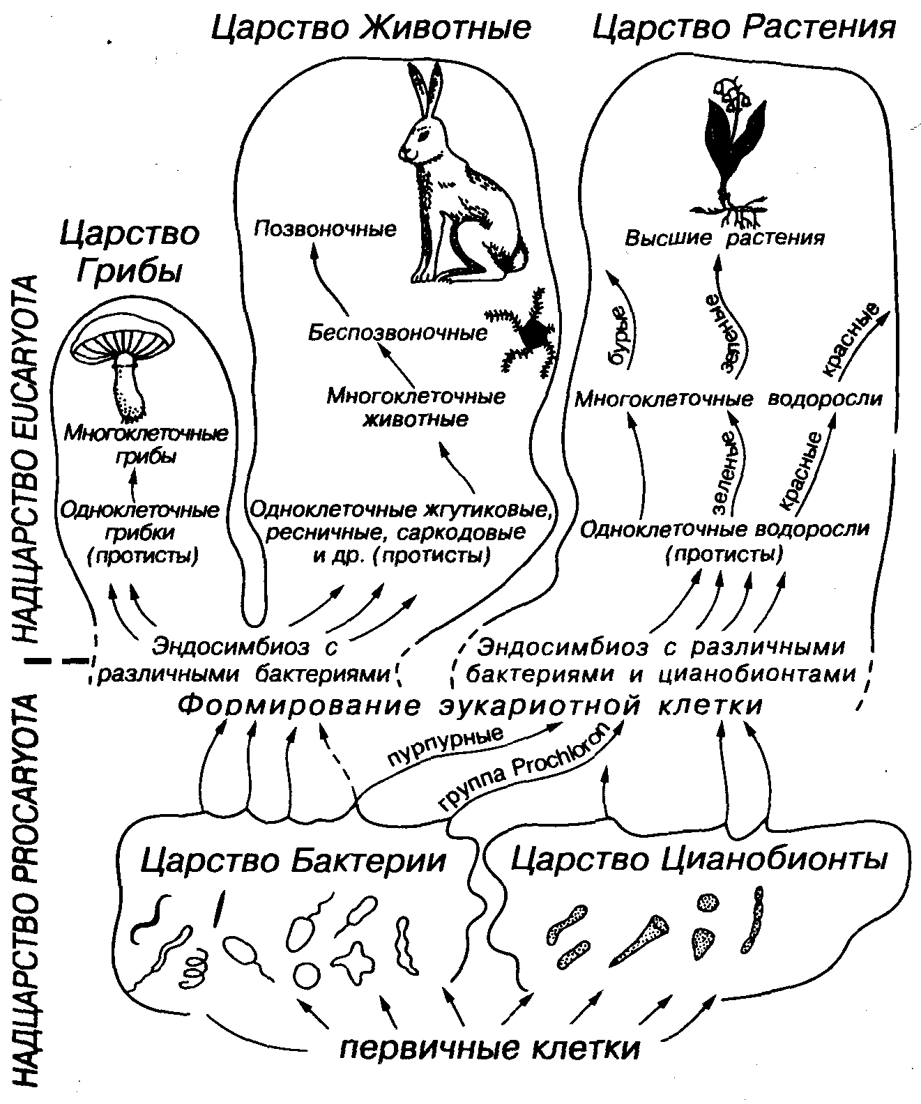 Схема развития органического мира