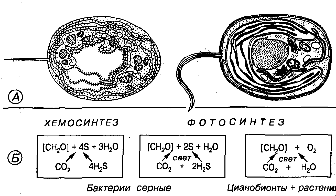 Хемосинтез. Общая схема хемосинтеза. Хемосинтез бактерий схема.