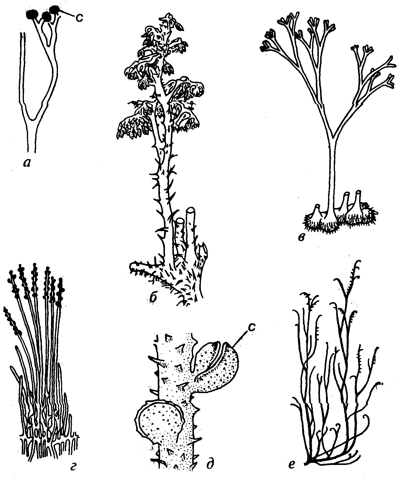 Риниофиты первые растения освоившие наземно воздушную. Псилофиты и риниофиты. Риниофиты споровые растения. Риниевые псилофиты. Риниофит Риния.