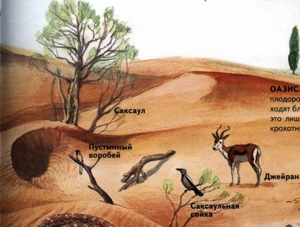 Какие отношения складываются между ежовником и джейраном. Пустынная экосистема. Пустыня экосистема. Животные экосистемы пустыни. Животные саксаул.