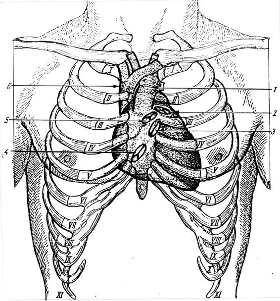 Сердце на грудине. Топография сердца скелетотопия. Грудная клетка скелетотопия. Скелетотопия и синтопия сердца. Скелетотопия легочного ствола.