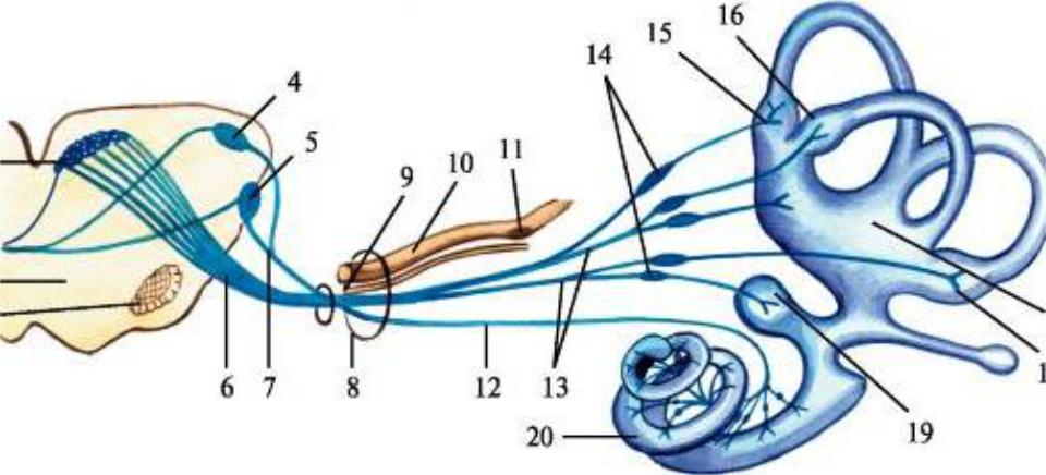 Строение вестибулярного нерва. 8 Пара преддверно-улитковый нерв анатомия. VIII пара, преддверно-улитковый (слуховой) нерв. Преддверно-улитковый нерв (VIII пара черепных нервов). Топография преддверно улиткового нерва.