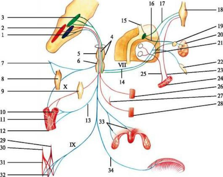 Ix черепного нерва. Схема строения языкоглоточного нерва. 9 Пара черепных нервов схема. Схема языкоглоточного нерва анатомия. 9 Пара языкоглоточный нерв.
