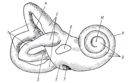 3 отдела улитки. Строение костного Лабиринта внутреннего уха. Анатомия улитки внутреннего уха. Строение улитки уха. Строение улитки внутреннего уха.