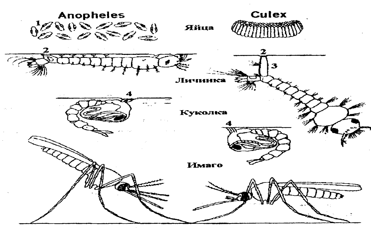 Какой тип развития у комара. Жизненный цикл комаров рода Anopheles. Жизненный цикл комара Culex. Жизненный цикл комара анофелес. Цикл развития комара кулекс.